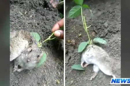 Şok hadisə - Siçanın belində bitki bitdi - VİDEO