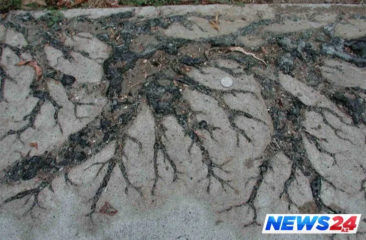 İldırımın izləri - Çox maraqlı FOTOLAR