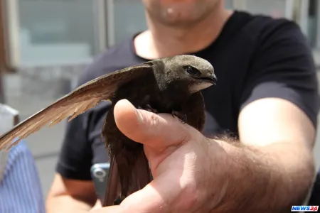 Quranda adı keçən əbabil quşu tapıldı - FOTO