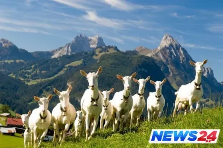 Türkiyə klubu futbolçu əvəzinə keçi aldı