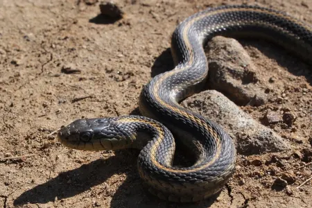 İlanlar niyə uzundur? - səbəbini eşidib şoka düşəcəksiz- VİDEO