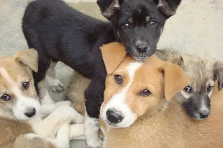 Azərbaycanda uşaqların gözü qarşısında küçə itlərini öldürürlər