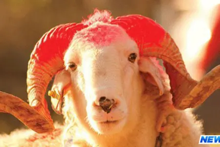 Bakıda Qurban ətini hardan almalı? - ÜNVANLAR