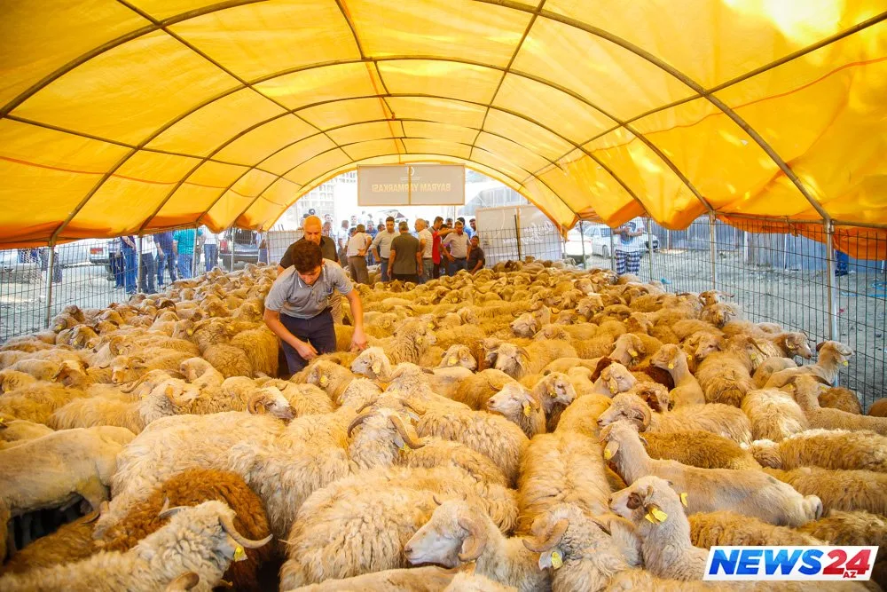 Paytaxtda Qurban bayramı həyəcanı - FOTOLAR - VİDEO