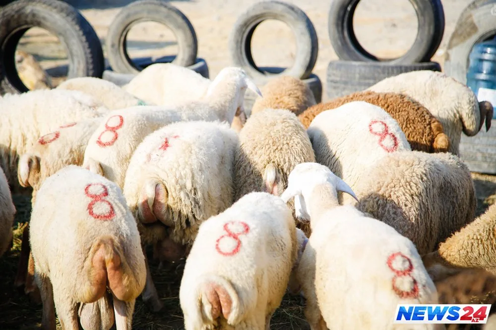 Paytaxtda Qurban bayramı həyəcanı - FOTOLAR - VİDEO