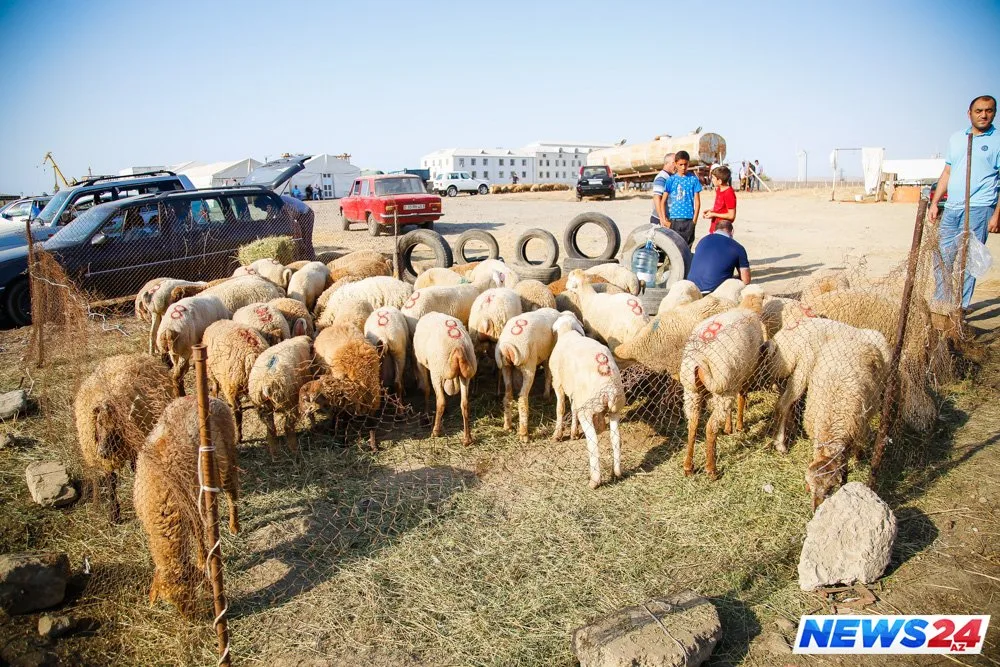 Paytaxtda Qurban bayramı həyəcanı - FOTOLAR - VİDEO