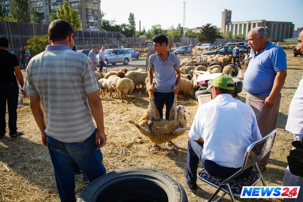 Paytaxtda Qurban bayramı həyəcanı - FOTOLAR - VİDEO