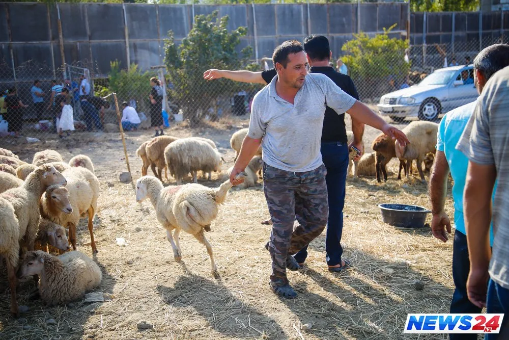 Paytaxtda Qurban bayramı həyəcanı - FOTOLAR - VİDEO