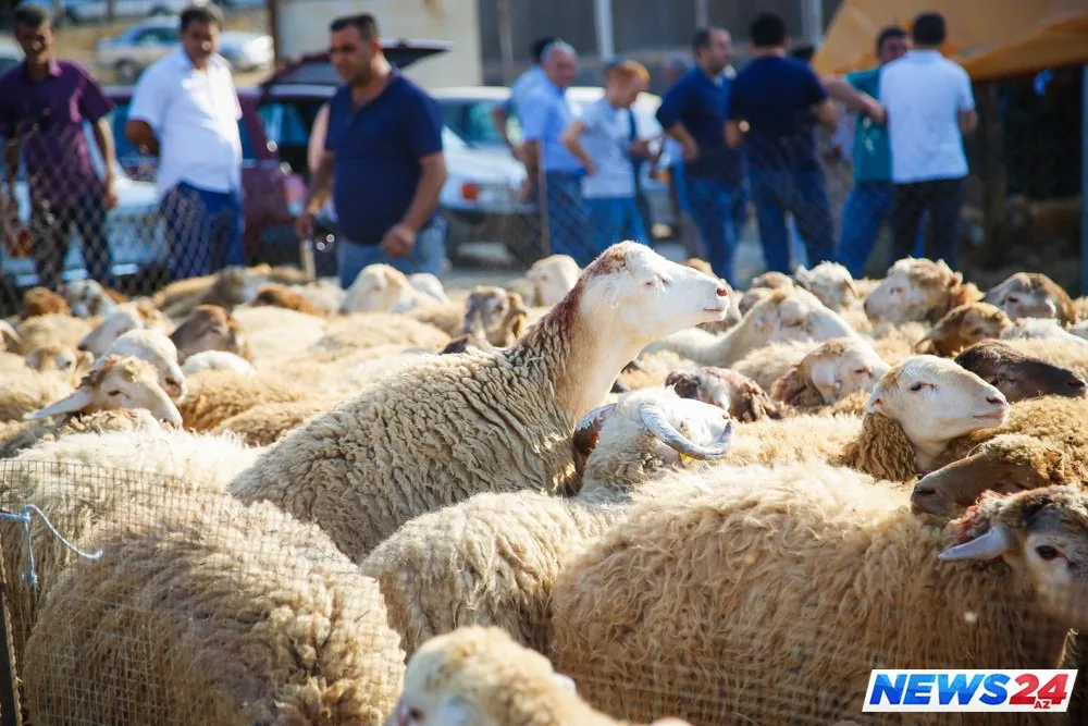 Paytaxtda Qurban bayramı həyəcanı - FOTOLAR - VİDEO