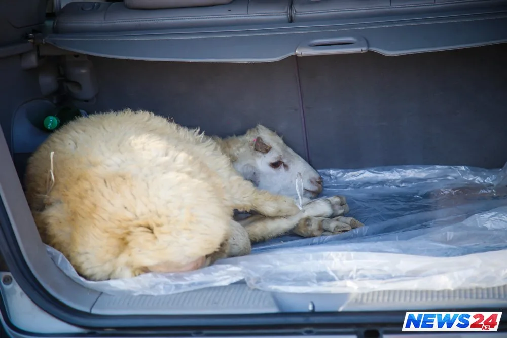 Paytaxtda Qurban bayramı həyəcanı - FOTOLAR - VİDEO