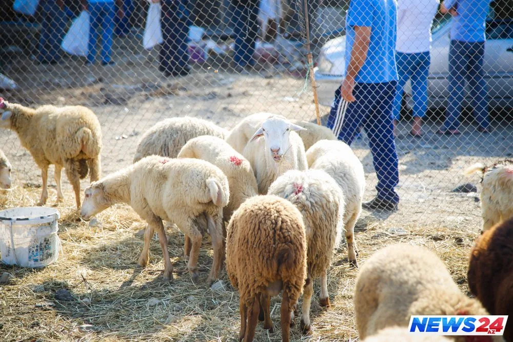 Paytaxtda Qurban bayramı həyəcanı - FOTOLAR - VİDEO