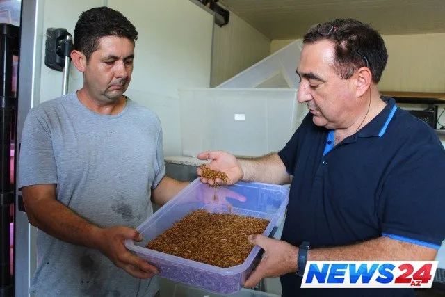 Qurd sataraq milyonçu oldu -Qurdun hansı sahələrdə istifadə olunduğunu bilsəniz, heyrətlənəcəksiniz