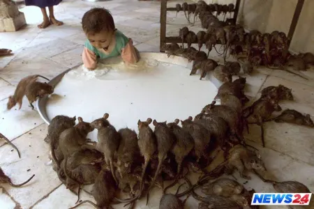 Bu məbəddə siçovullara ibadət edirlər - FOTO/VİDEO