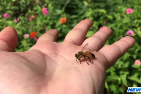 Bal arısı sancan qadın öldü