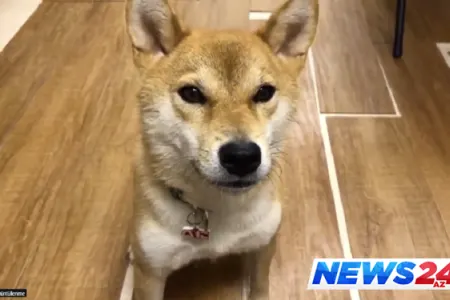 Yaponiyada it adam kimi danışdı — ŞOK VİDEO