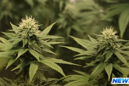 Gürcüstan marixuana ixracına hazırlaşır