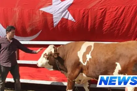 Ərdoğana öküz hədiyyə edəcəklər (FOTOLAR)