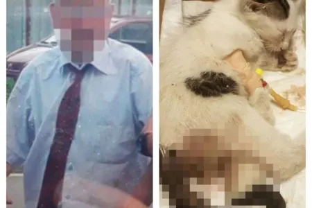 Pişiyə təcavüz edən şəxsə 3il həbs cəzası verildi - FOTO