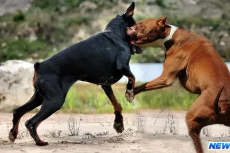 Boşanan cütlüyün it davası - Köpəklər kiminlə qalsın?