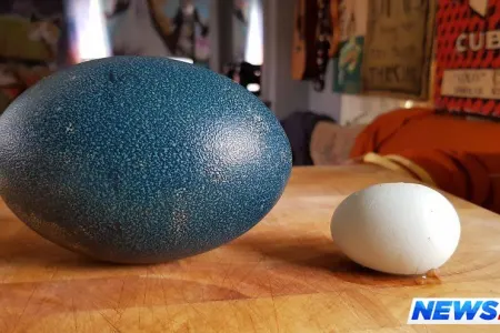 İnternetdən aldığı yumurtanın içindən görün nə çıxdı?