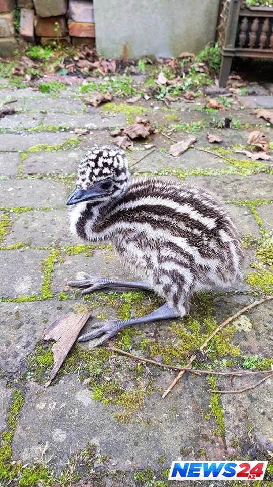 İnternetdən aldığı yumurtanın içindən görün nə çıxdı?