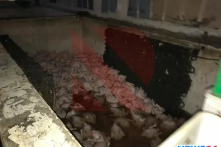 Rənglənən “kənd çolpaları” - VİDEO