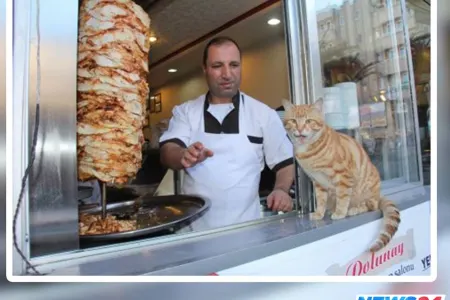 Pişikləri toplayıb dönər bişirirmiş