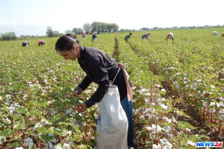 Kəndlilərə ŞAD xəbər: Azərbaycanda pambığın alış qiyməti artırılıb