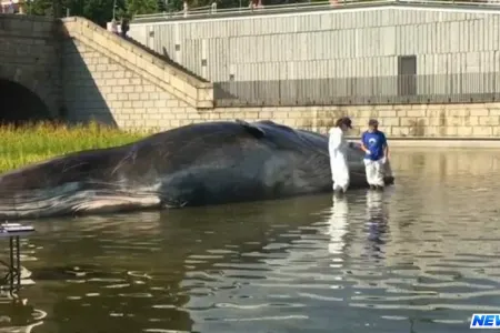 Şəhərin tən ortasına balina gəlib çıxdı - VİDEO