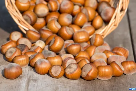 Fındıq qabığını zibilliyə atmayın — ƏSL FAYDASI QABIĞINDA