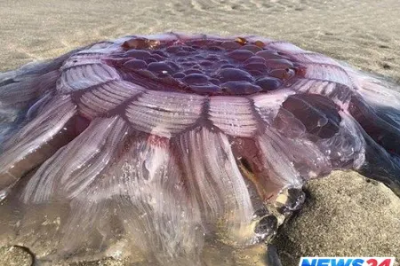 Okean sahilində nəhəng canlı aşkarlandı - FOTO