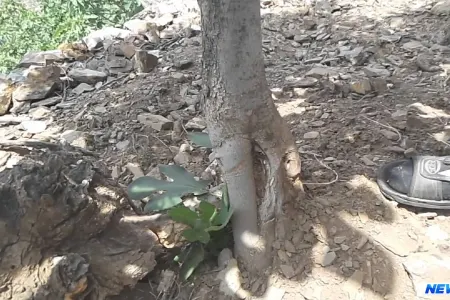 44 il öncə ölən kişinin cəsədini mədəsindəki toxum ortaya çıxardı - VİDEO