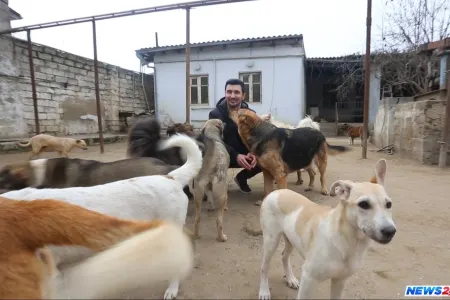 İcra başçısı Bakıda 300 it saxlayan şəxsi məhkəməyə verib