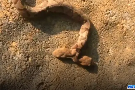 İki başlı ilan görənləri çaşqına çevirdi – Video