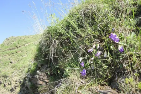 Kəklikotu ən güclü təbii antibiotikdir