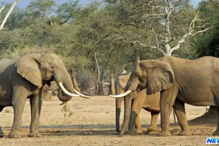 Filin şəklini şəkməyə çalışan turist, altında qalaraq öldü