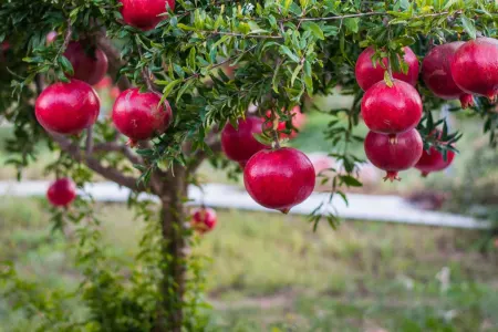 Nar qabıqlarını zibil qutusuna atmayın! - 10 dəqiqə qaynadıb içsəniz.../ VİDEO
