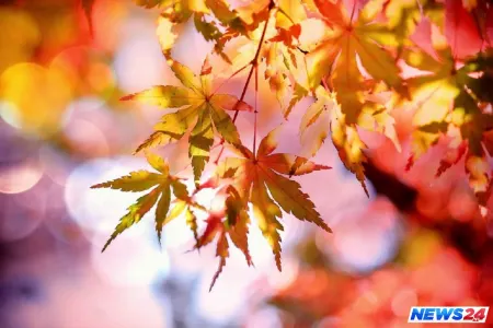 Oktyabrın ilk gününə olan - HAVA PROQNOZU