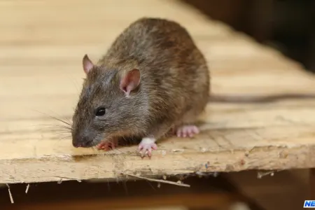 Dünyada ilk: Siçan virusuna yoluxma halı qeydə alındı