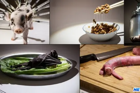 Dünyanın ən iyrənc muzeyi açıldı- Yarasa supu,qurdlu pendir..