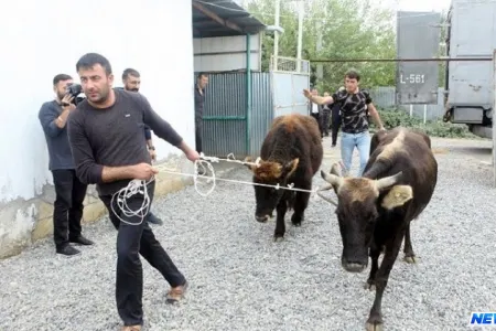 İşsiz şəxslərə mal və materialların verilməsinə başlanılıb