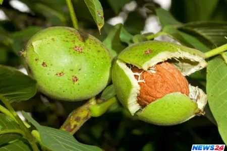 Prostat və qalxanabənzər vəzi qoruyan möcüzə - Min bir dərdin dərmanı...