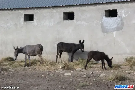 Azərbaycanın ilk böyük eşşək fermasından REPORTAJ -VİDEO
