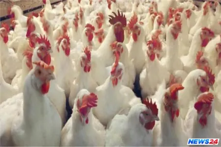 Azərbaycanda diri toyuqların satışı məhdudlaşdırılacaq