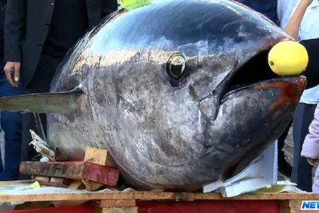 Bu nəhəng balıq sudan 12 nəfərin köməyi ilə çıxarıldı-FOTO