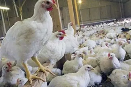 "Guya səbəbini bilmirik? İstəyirlər ki, hamı broyler toyuğu alsın...”