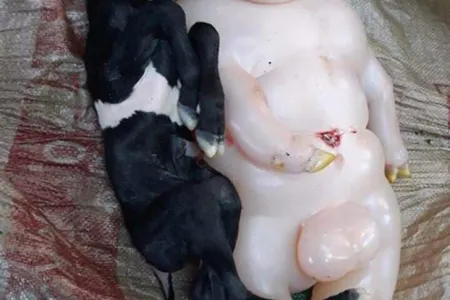Keçi, yarı donuz, yarı insan doğdu - FOTO
