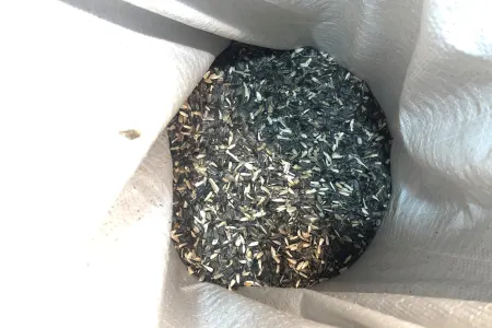 Qida Təhlükəsizliyi Agentliyi 63 ton günəbaxan tumunu məhv edib