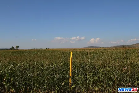 TAP-ın Albaniya və Yunanıstan hissəsində 85% torpaq bərpa edilib