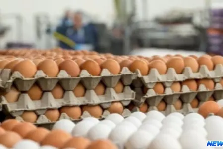 Bakıda yumurta niyə limitlə satılır?
